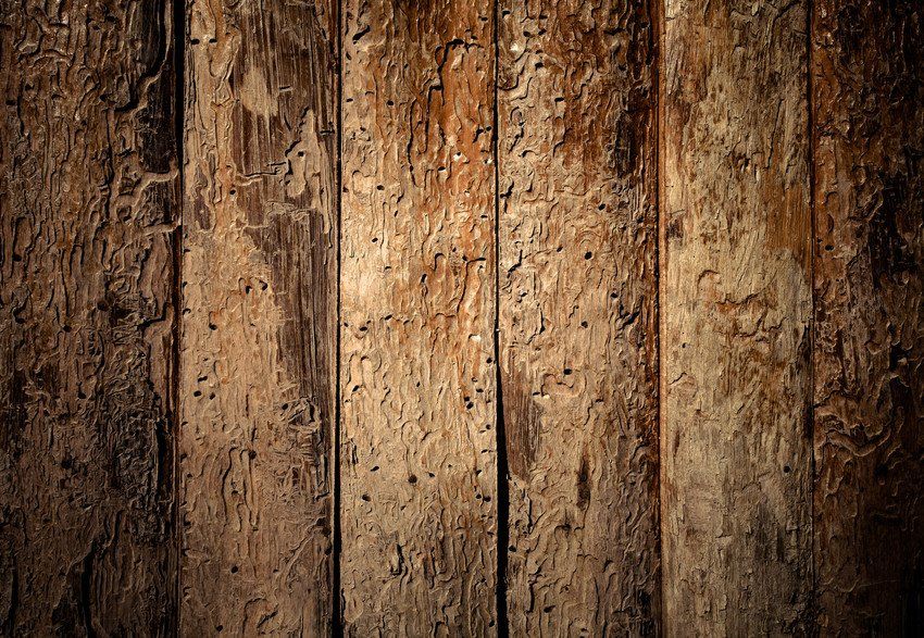 Timber treatment services