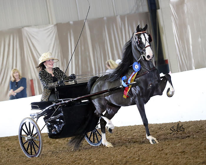 photo of woman driving a Hackney pleasure pony at a horse show