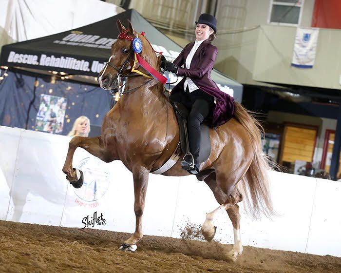 photo of a young woman in English saddle seat attire riding a five-gaited American Saddlebred horse at a horse show