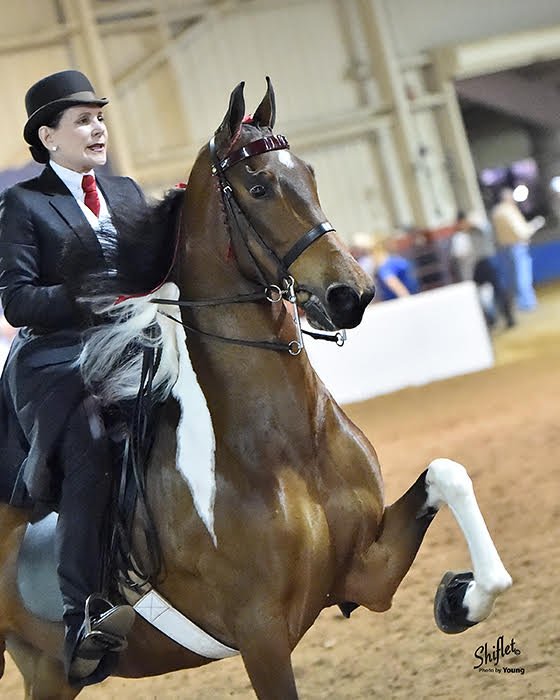 photo of woman in English saddle seat attire riding a spotted American Saddlebred horse at a horse show