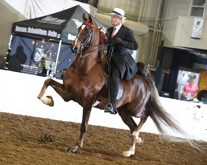 photo of West Wind trainer Peter Cowart in English saddle seat attire riding an American Saddlebred horse at a horse show