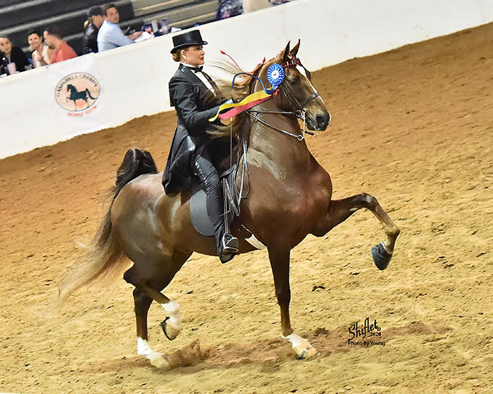 photo of woman in English saddle seat attire riding an American Saddlebred horse at a horse show