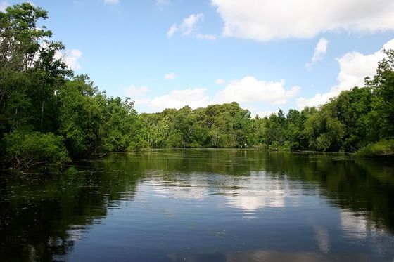 Lousiana Swamps — Monroe, LA — Bayou Desiard Title Company Lousiana Swamps — Monroe, LA — Bayou Desiard Title Company