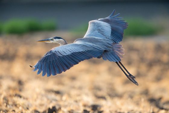 Great Blue Heron On Golden Pond — Monroe, LA — Bayou Desiard Title Company Great Blue Heron On Golden Pond — Monroe, LA — Bayou Desiard Title Company