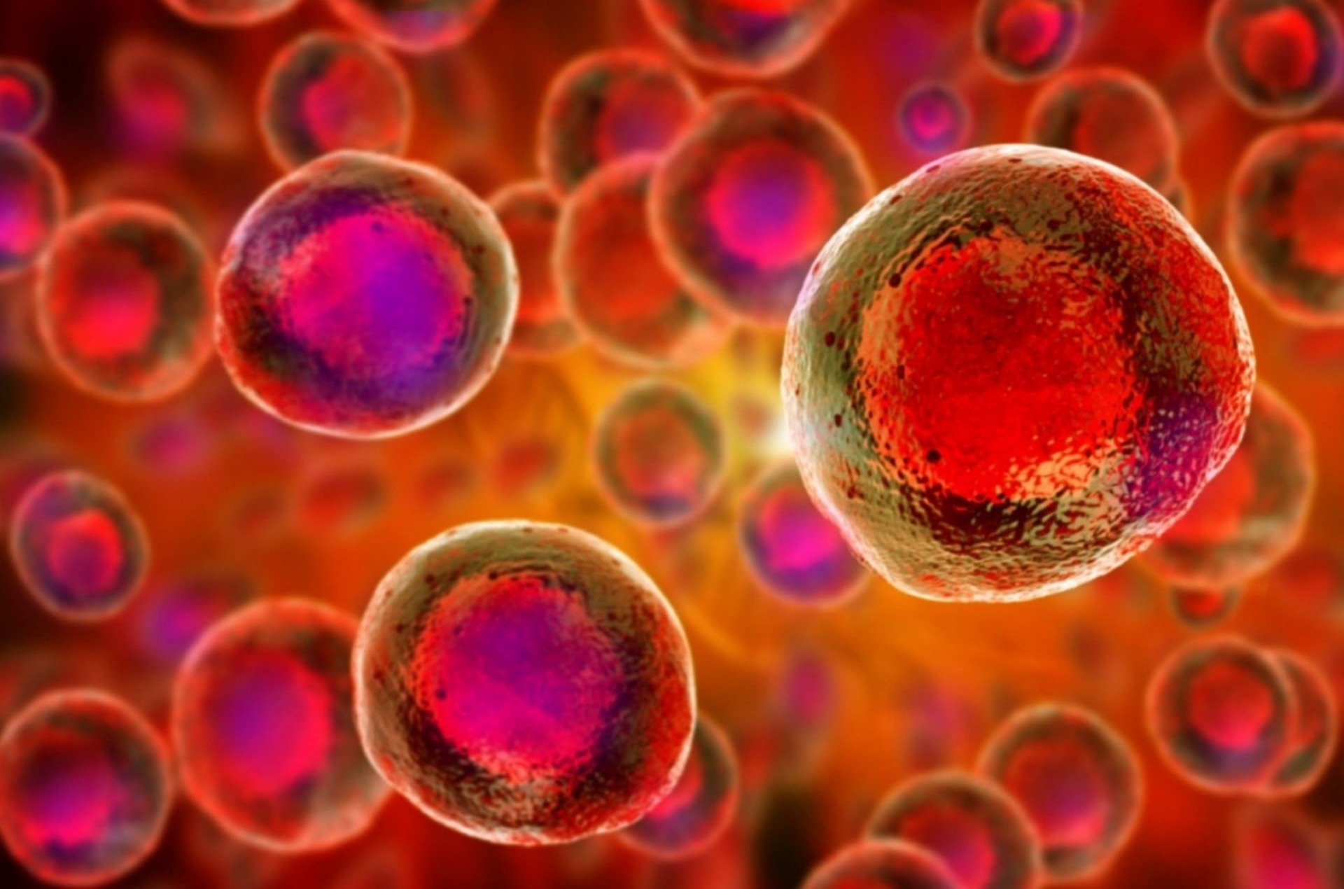 Bone Marrow Aspirate (BMAC)