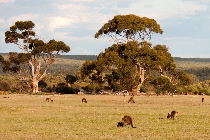 Parco con canguri in Australia