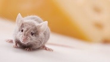 Grey Mouse - Pest Control Services Grey Mouse - Pest Control Services