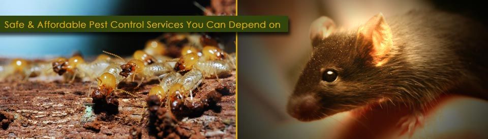 Rats and termites depicted together, emphasizing the need for tent fumigation services.
