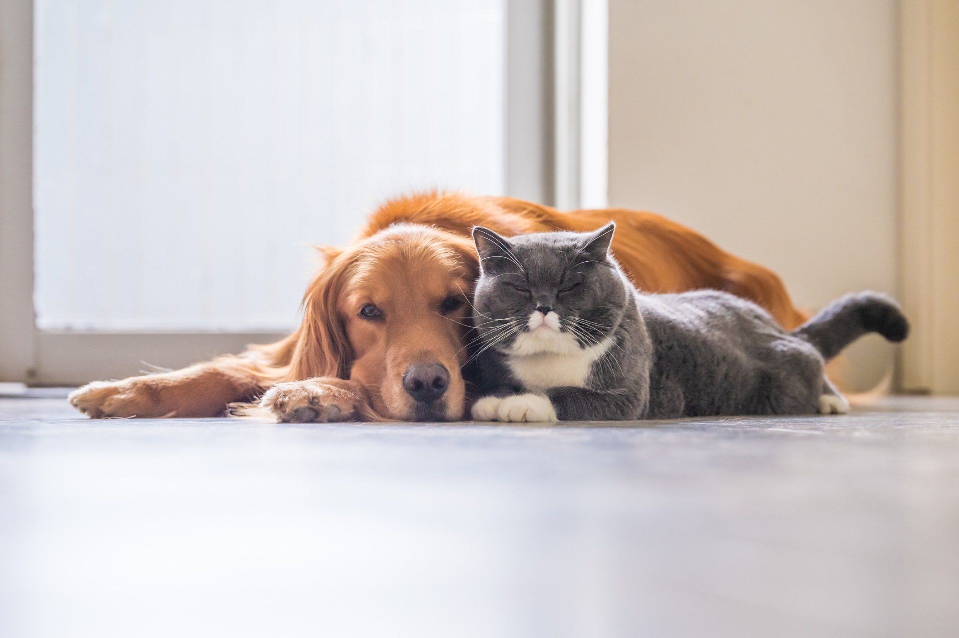 pets
