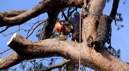 Tree felling in progress