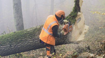 Tree removal