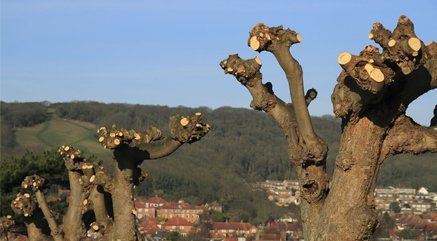 Pollarding of trees in Essex