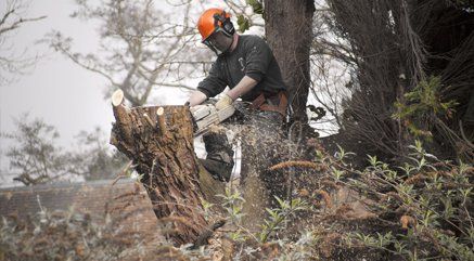 Stump grinding