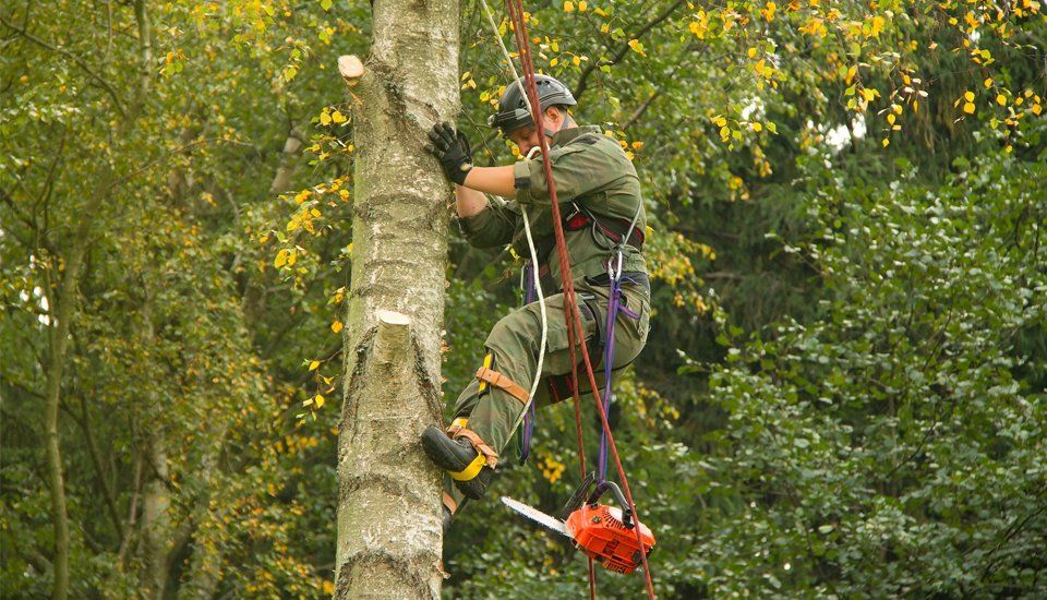 Expert tree surgeons