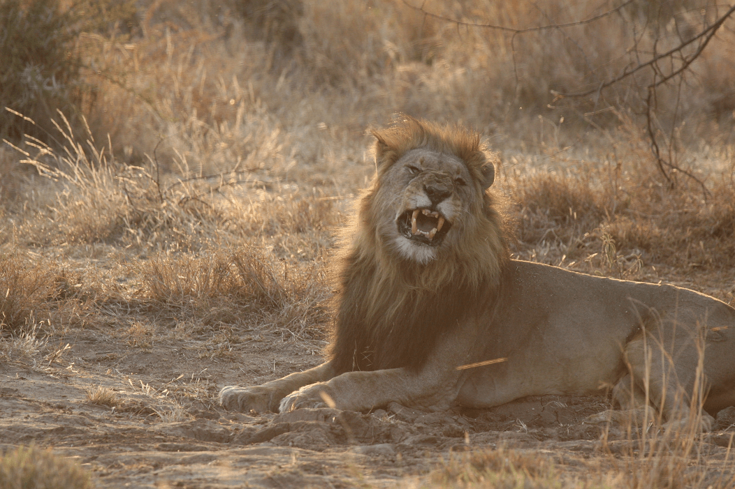A lion is laying down in the grass with its mouth open.