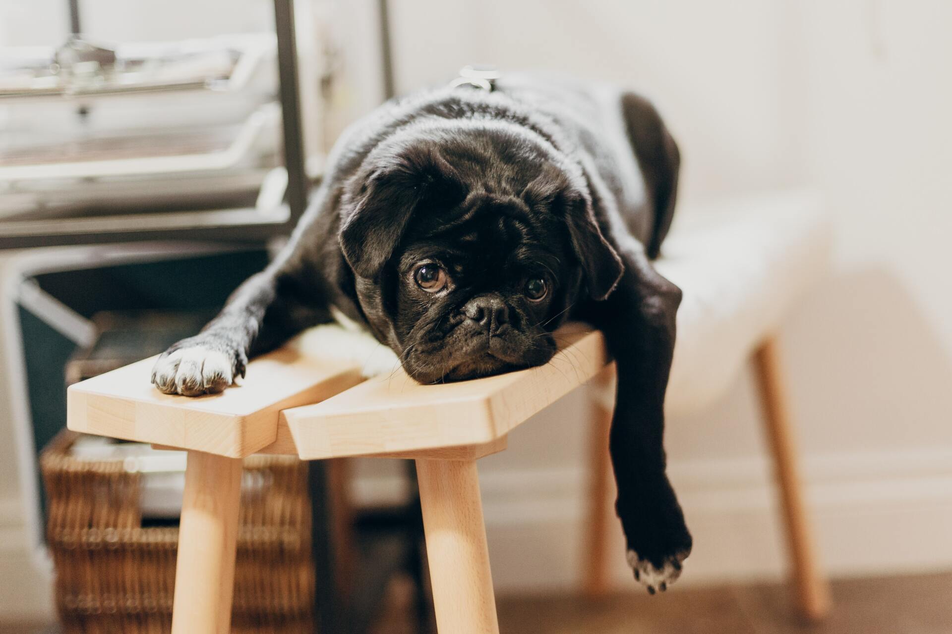 A black pug dog is laying on a wooden stool.