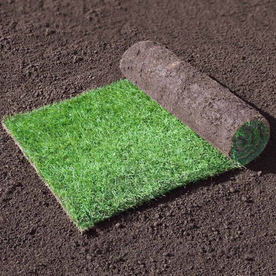 Standard economy turf