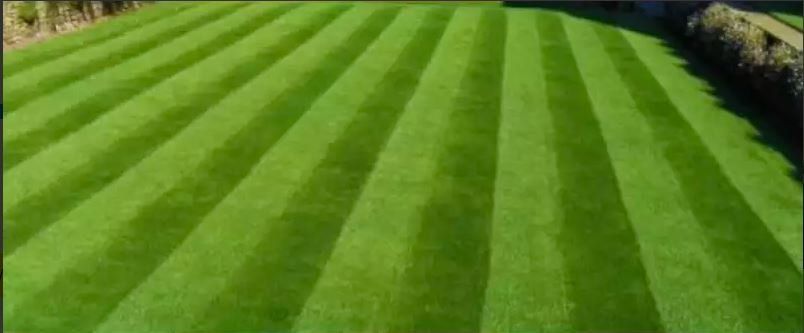 Freshly laid turf