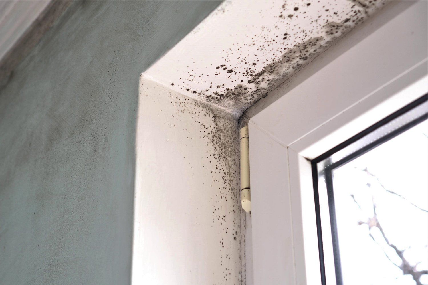 Mold Growth — Staten Island, NY — Safety Environmental Inc. Mold Growth — Staten Island, NY — Safety Environmental Inc.