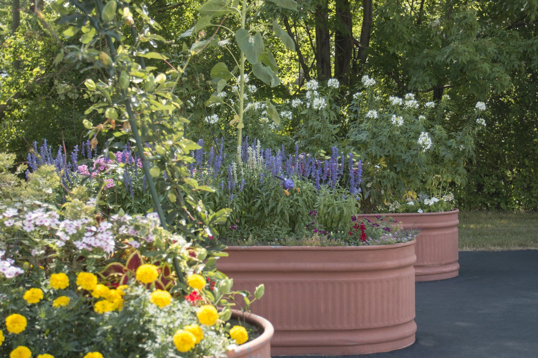 Three round, terracotta-colored planters sit on a paved surface, filled with colorful flowers and green foliage.