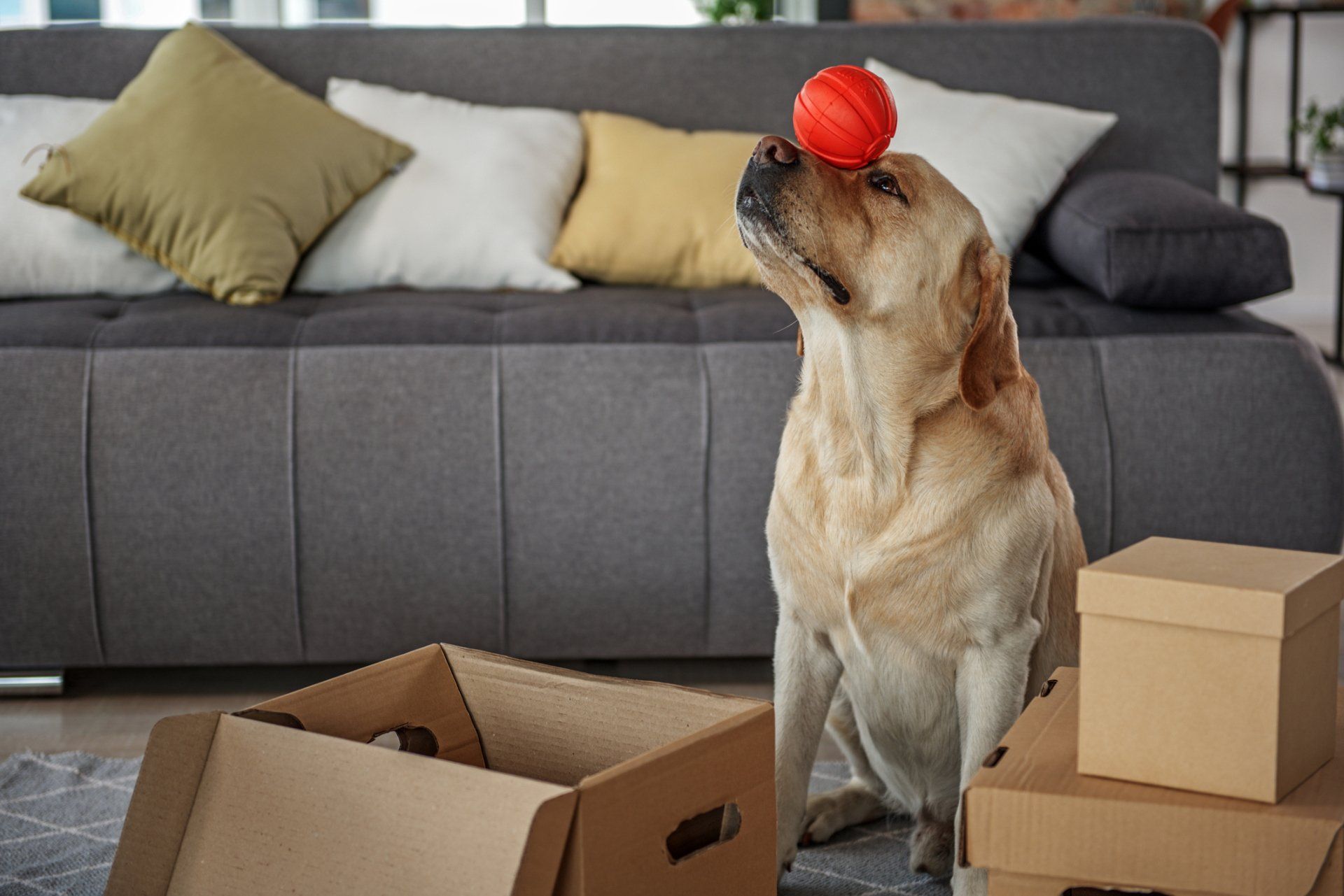 Do's and Don'ts of Storing Pet Accessories
