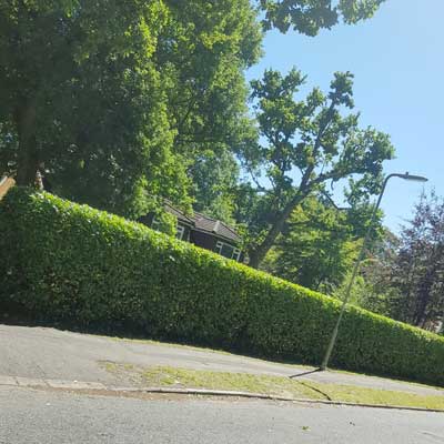 garden hedge