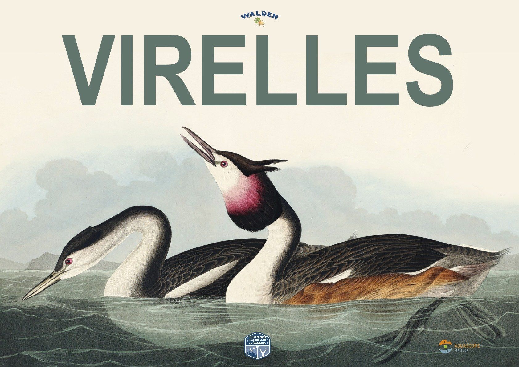 oiseaux sur l'eau
