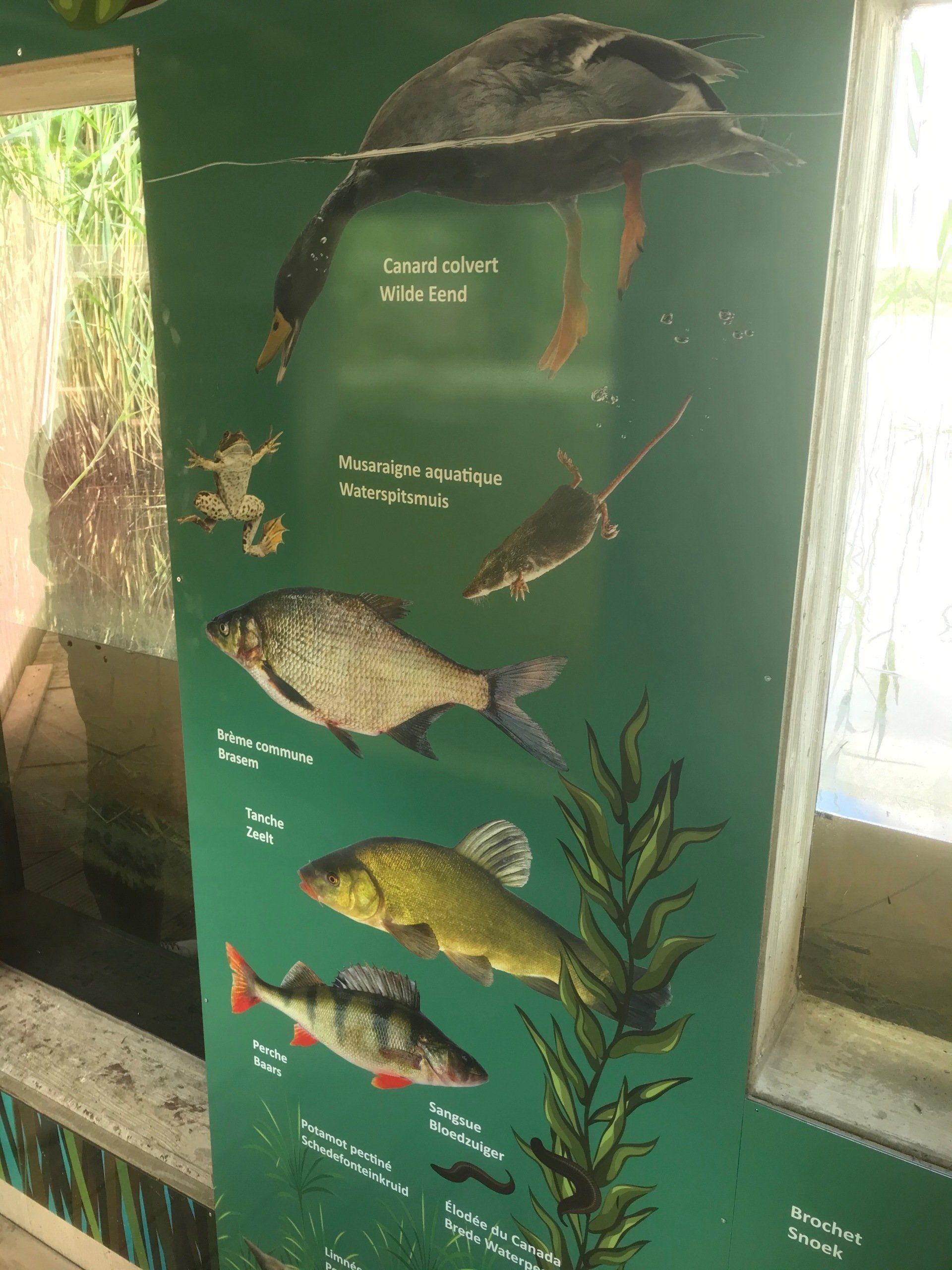 panneau flore poisson