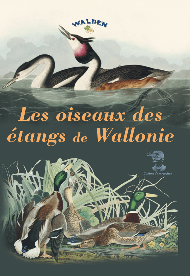 oiseaux des étangs de wallonie
