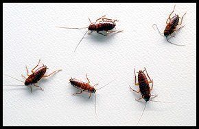 Pest control - Newcastle - House Pest Control - Cockroaches Pest control - Newcastle - House Pest Control - Cockroaches