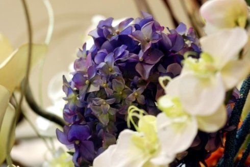 Ortensia blu