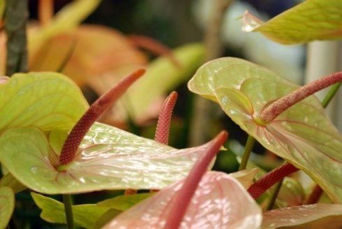 Anthurium II