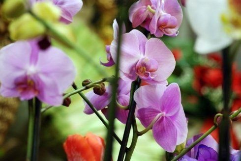 Orchidea rosa