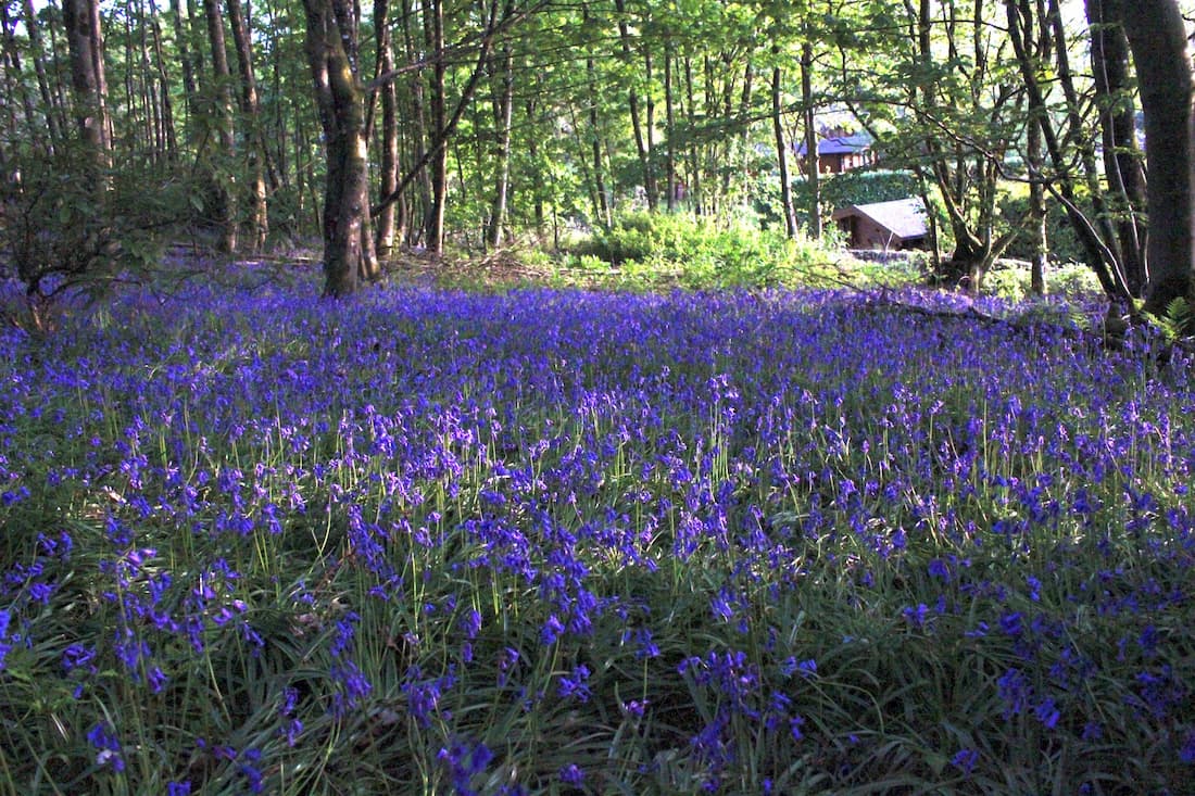 Stunning bluebells at Kipp Paddock adjacent to Kippford Lodgess