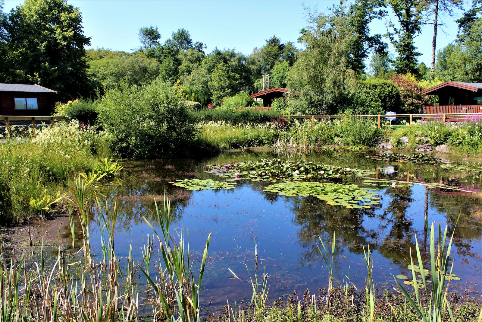 Lily pond at Kippford Lodges