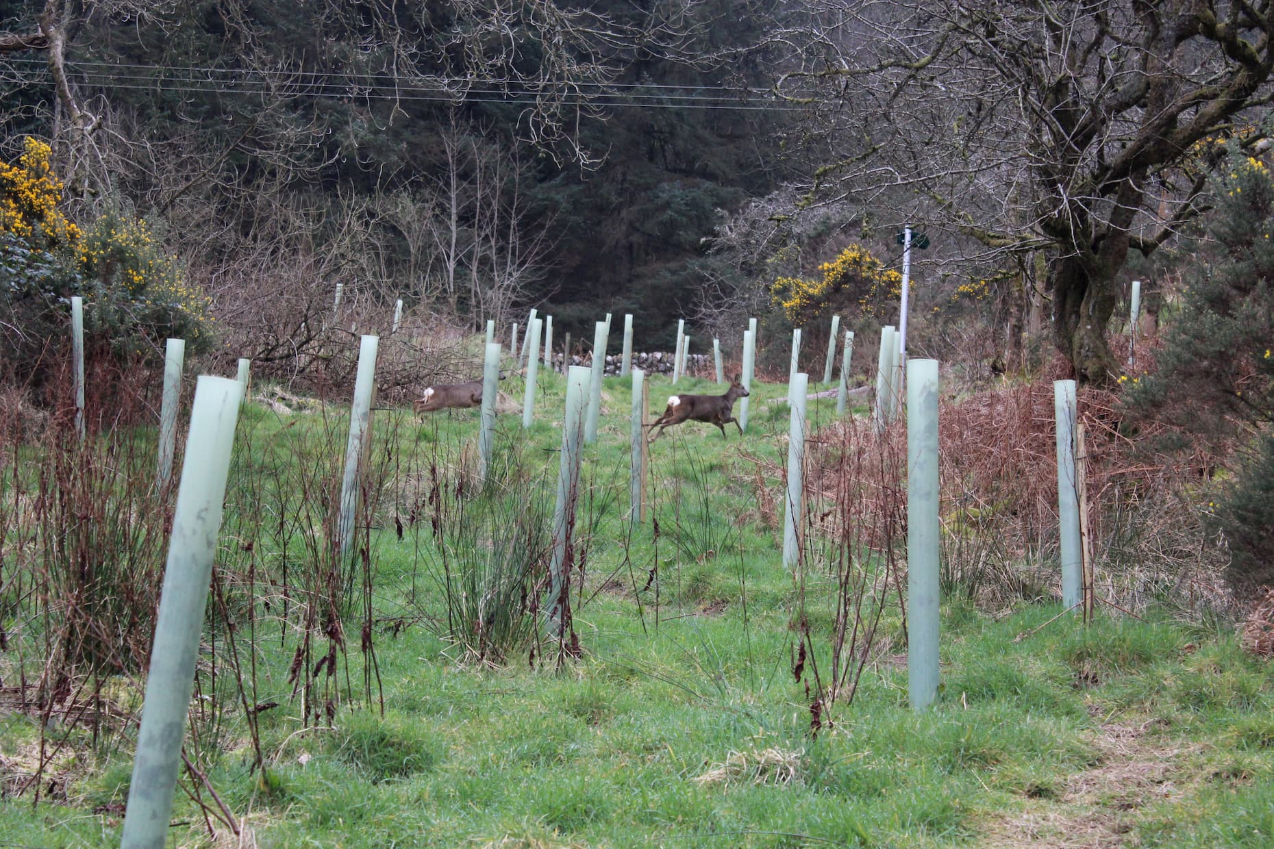 Wildlife on Kippford Nature Reserve