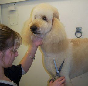 For Dog Grooming in Paignton, Devon call Kistor Canine Beauticians for-dog-grooming-in-paignton-devon-call-kistor-canine-beauticians