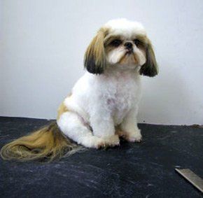 Grooming services - Paignton, Devon - Kistor Canine Beauticians - Shih Tzu Grooming services - Paignton, Devon - Kistor Canine Beauticians - Shih Tzu