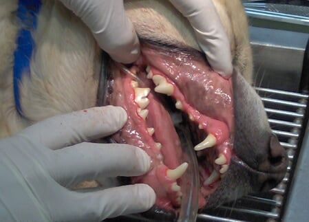 Dog Teeth - Dental Issue in Rahway, NJ Dog Teeth - Dental Issue in Rahway, NJ
