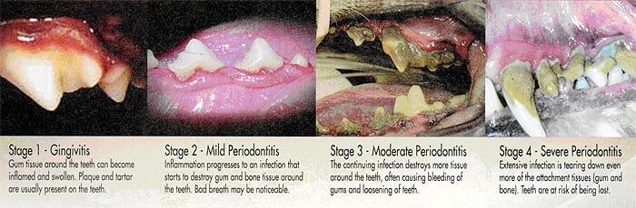 Periodontal Disease - Animal Hospital in Rahway, NJ