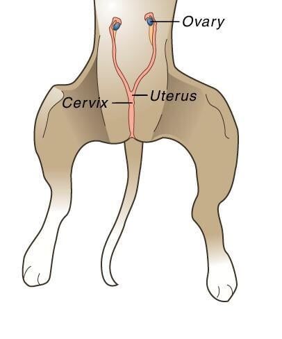 Spay Procedure - Animal Hospital in Rahway, NJ Spay Procedure - Animal Hospital in Rahway, NJ