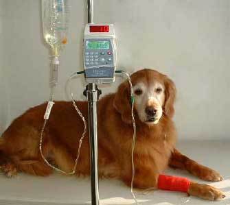 Dog Before the Surgery - Animal Hospital in Rahway, NJ Dog Before the Surgery - Animal Hospital in Rahway, NJ