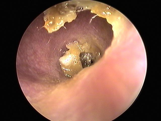 Dog Ear Canal - Animal Hospital in Rahway, NJ