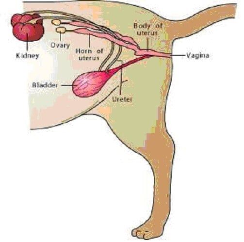 Spayed Illustration - Animal Hospital in Rahway, NJ Spayed Illustration - Animal Hospital in Rahway, NJ