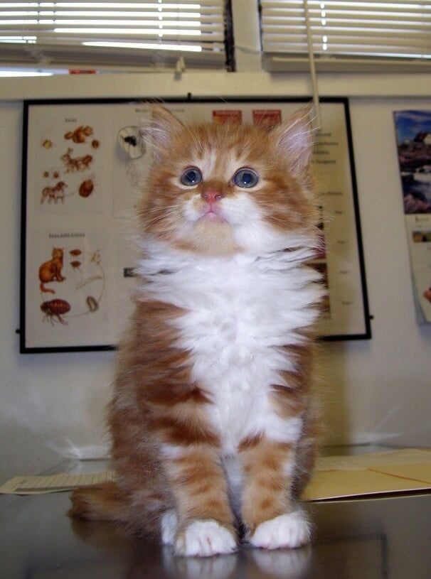 Cat - Animal Hospital in Rahway, NJ