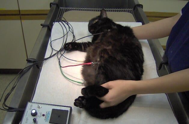 ECG's Equipment - Animal Hospital in Rahway, NJ