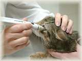 Eye Pressure Tool - Animal Hospital in Rahway, NJ