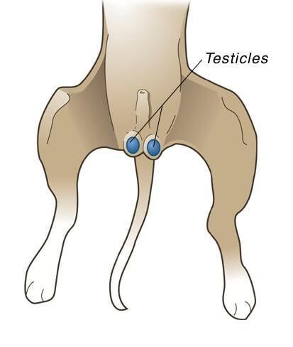 Spay Procedure for Male Pets - Animal Hospital in Rahway, NJ Spay Procedure for Male Pets - Animal Hospital in Rahway, NJ