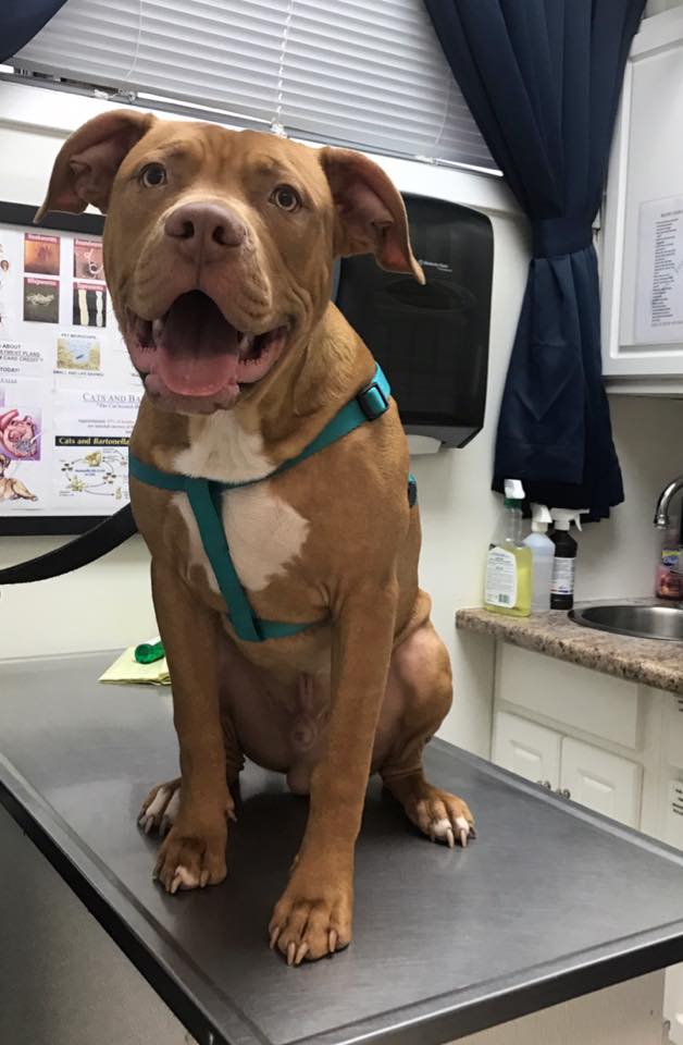 Pet Examine - Animal Hospital in Rahway, NJ