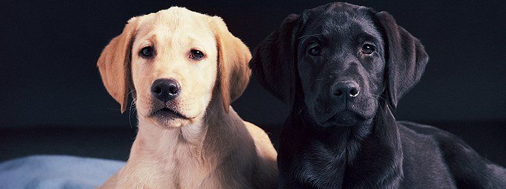 MULTI-PET DISCOUNT